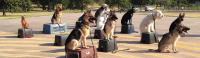 Tip Top K9 Tulsa Dog Training image 3